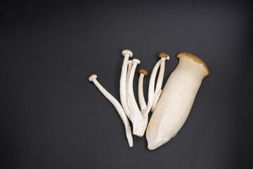 Mushroom isolate on white background