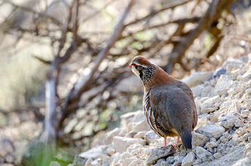 Red-legged partridge Alectoris rufa. Pajonales. Integral Natural Reserve of Inagua. Tejeda. Gran Canaria. Canary Islands. Spain.