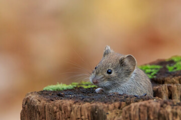 The forest mouse hides in an old stump