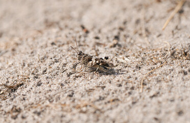 Desert grasshopper on sandy ground in natural environment. Red-winged grasshopper. Oedipoda germanica.
