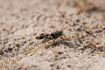 Desert grasshopper on sandy ground in natural environment. Red-winged grasshopper. Oedipoda...