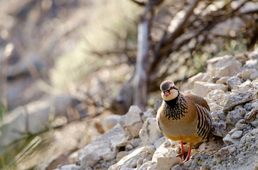 Red-legged partridge Alectoris rufa. Pajonales. Integral Natural Reserve of Inagua. Tejeda. Gran Canaria. Canary Islands. Spain.