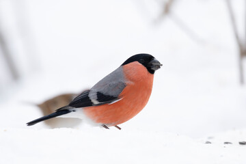 Male bullfinch sits on snow in winter close up