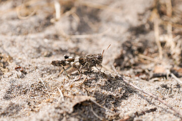 Desert grasshopper on sandy ground in natural environment. Red-winged grasshopper. Oedipoda germanica.

