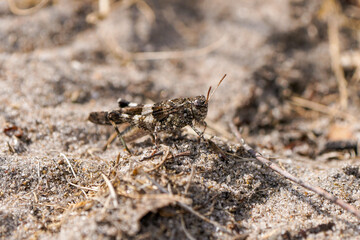 Desert grasshopper on sandy ground in natural environment. Red-winged grasshopper. Oedipoda germanica.
