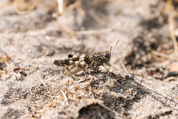 Desert grasshopper on sandy ground in natural environment. Red-winged grasshopper. Oedipoda germanica.
