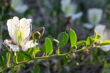 White blossoming capers close up