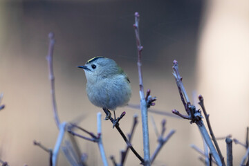 Male Goldcrest sitting on a branch
