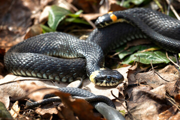 Grass snake lies on old foliage. Close up
