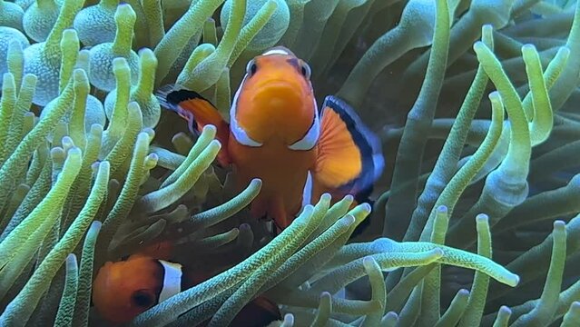 anemone fish swimming in aquarium