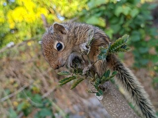 squirrel on a tree