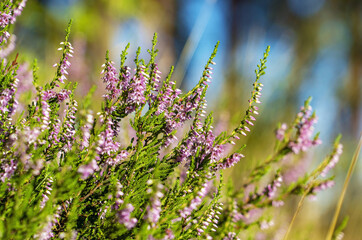 Blooming heather in a clearing in a pine forest close-up.