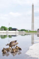 Angry Duck in front of Washington Monument in Washington D.C.