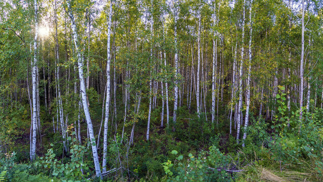 High trunks of birch trees . Birch grove. Leningrad region.