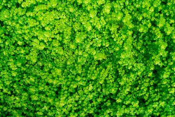 Full frame green leaves in garden. Dense green leaves with beauty pattern texture background. Green...