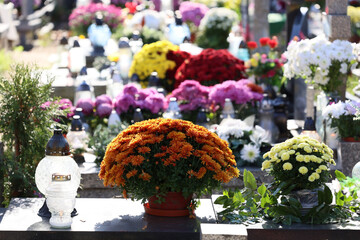 Kolorowe kwiaty chryzantemy na grobach na cmentarzu.  - obrazy, fototapety, plakaty