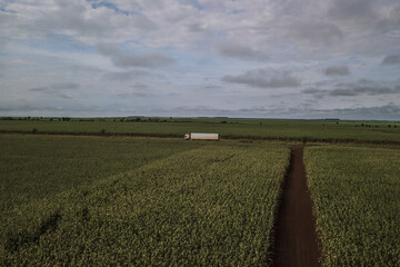 drone view of a landscape with a field of corn and a white truck