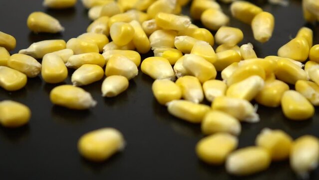 A lot of fresh raw kernels of corn fall on   a black surface, background, slow motion