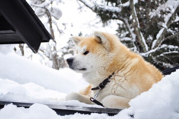 雪と秋田犬