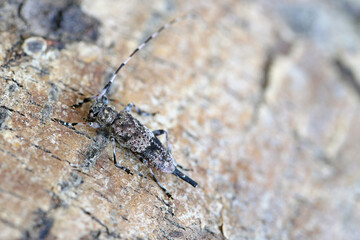 Longhorn beetle, acanthocinus griseus on bark.