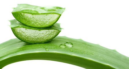 Aloe vera plant with water drops, transparent background