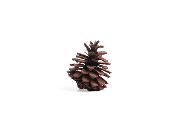 dried pine cones isolate on white background.