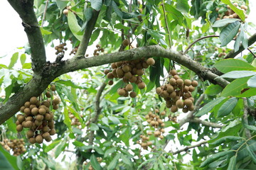 Longan orchard that bears fruit on the tree It is a tropical fruit in Thailand