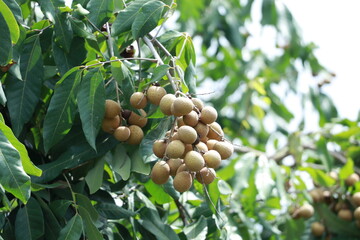 Longan orchard that bears fruit on the tree It is a tropical fruit in Thailand