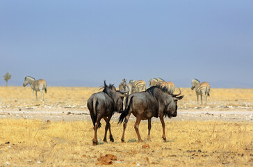 Close up of wildebeest and zebra on the bright, dry harsh Etosha Pan, Etosha, Namibia