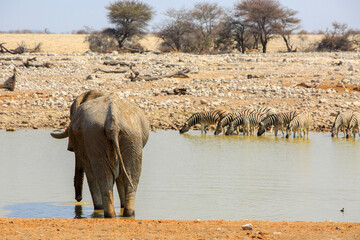 Large African Elephant with his back to camera drinking from a a waterhole, with a small herd of out of focus zebra at the otherside drinking