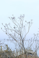 branch of dry flower