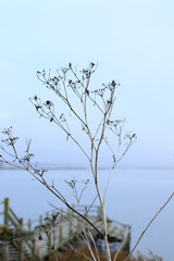 branch of dry flower