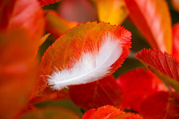White wild bird down feather macro close up lying in an autumn leaf. Glossy foliage (Crataegus crus-galli) lit by autumn sun with red and orange color gradients in Indian summer in Germany.
