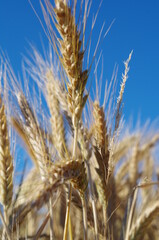 ears of wheat on blue sky