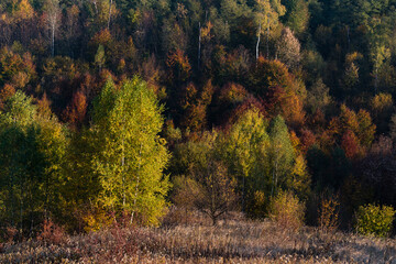 Colorful forest in the autumn sunlit by the evening sun, autumn landscape with hillside overgrown in lush forest