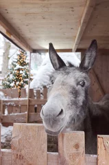 Fototapeten Esel portrait of a donkey in the christmas market  © Farblichter
