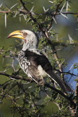 yellow billed hornbill