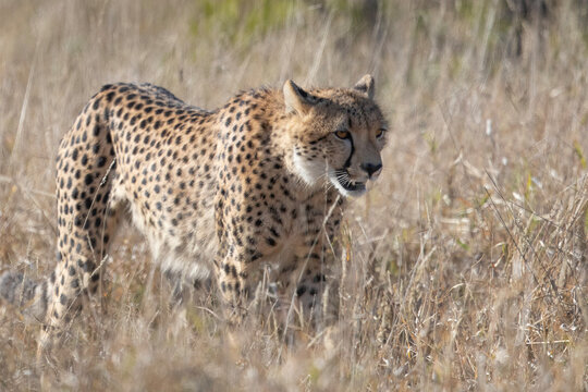 cheetah in the grass in Kruger Park