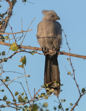 Young grey loerie