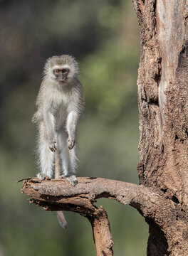 Vervet monkey on a branch in Kruger Park