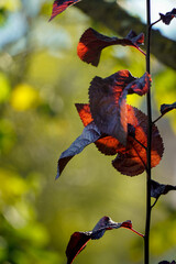autumnal red leaves hanging on a branch with sunlight and green blur background