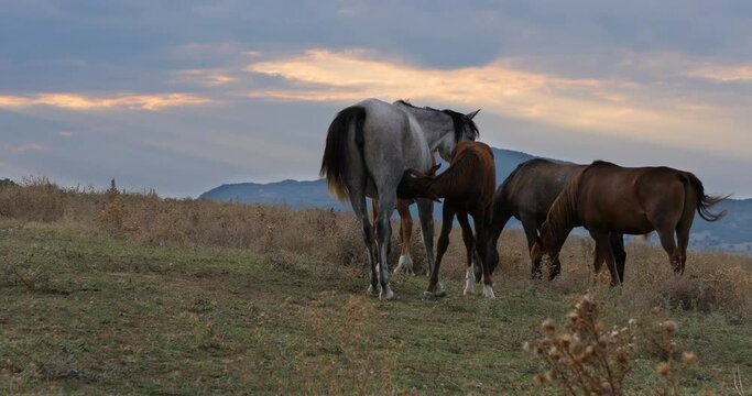 Several horses and small horse graze on dry grass at the end of the day. HQ 4K DCI real time video.