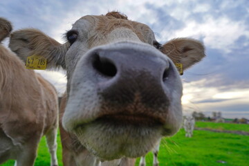 Nase einer Kuh in den Elbmarschen  Holstein
