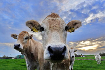 K&uuml;he auf einer Elbmarschen Wiese in Brokdorf - Kreis Steinburg
