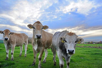 K&uuml;he auf einer Elbmarschen Wiese in Brokdorf - Kreis Steinburg