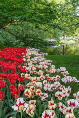 Beautiful park with tulip beds, green lawn and pond in spring(