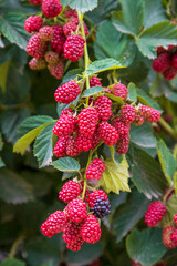 branch of ripe raspberries in a garden on blurred green background