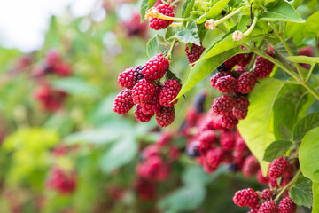branch of ripe raspberries in a garden on blurred green background