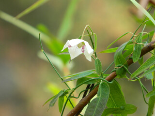 Close-up of a white flower vine perched on a branch.
