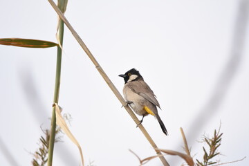 White eared bulbul Pycnonotus leucotis, a bird perched on a cane in the Al Azrak reserve in Jordan...